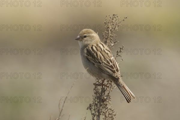 Dead Sea Sparrow (Passer moabiticus) female, Turkey