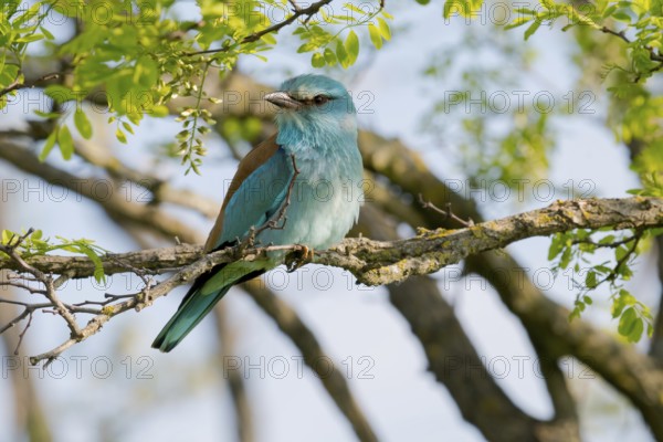 European Roller (Coracias garrulus) perched on a branch, Puszta, Hungary