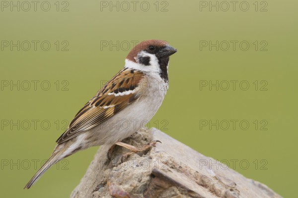 Eurasian Tree Sparrow - Feldsperling - Passer montanus ssp. montanus, adult, Kazakhstan