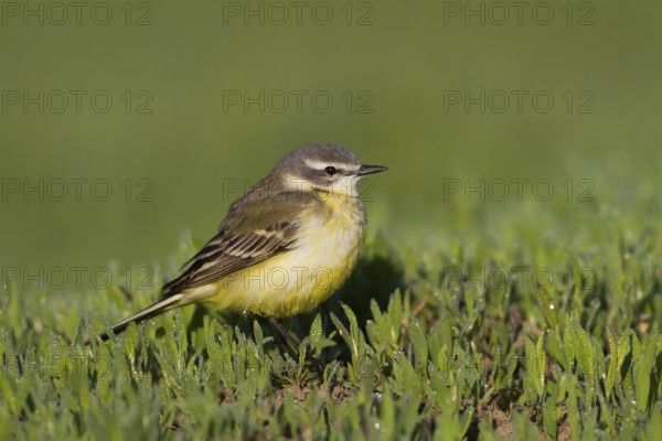 Sykes Wagtail - Schafstelze - Motacilla flava ssp. beema, Kazakhstan, adult female