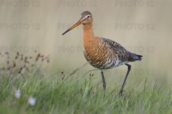 Black-tailed Godwit (Limosa limosa) walking in marsh, Texel, Netherlands