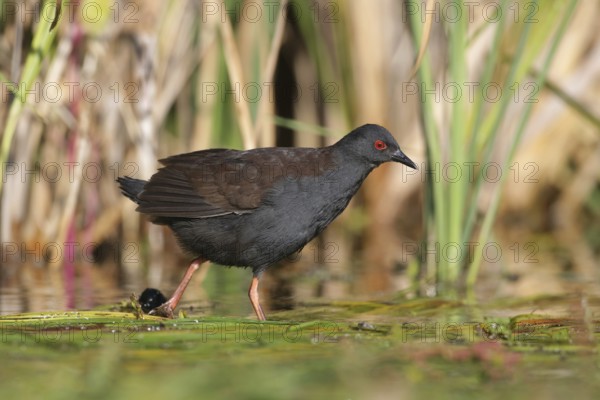 Spotless Crake (Porzana tabuensis), Victoria, Australia