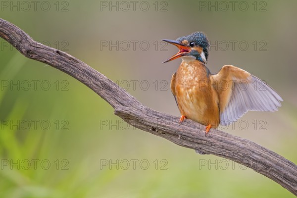 Common Kingfisher (Alcedo atthis) female calling, Saxony-Anhalt, Germany