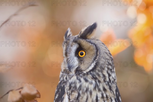 Long-eared Owl (Asio otus) captive, Bavaria, Germany