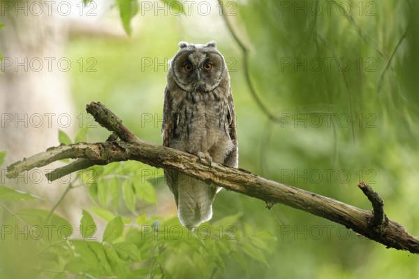 Long-eared Owl (Asio otus), Saxony, Germany