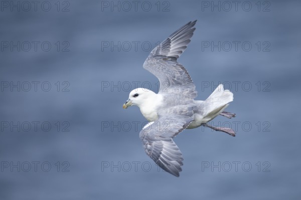 Northern Fulmar (Fulmarus glacialis) flying, Iceland