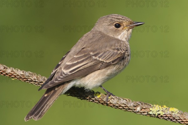 Spotted Flycatcher (Muscicapa striata), Peniche, Portugal