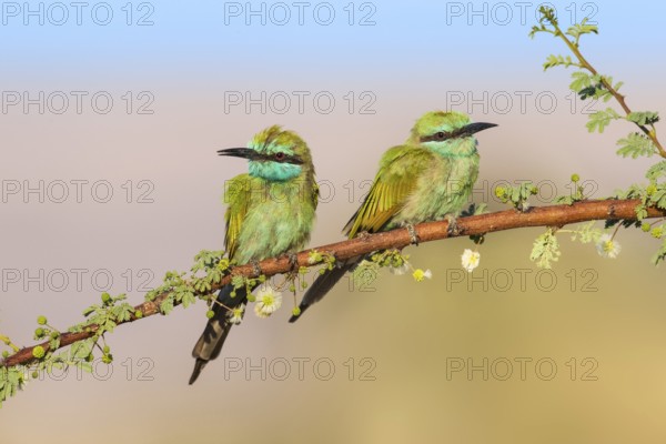 Green Bee-eater (Merops orientalis) pair, Eilat, Israel