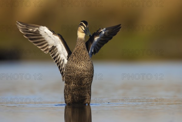 Pacific Black Duck (Anas superciliosa) flapping, Victoria, Australia