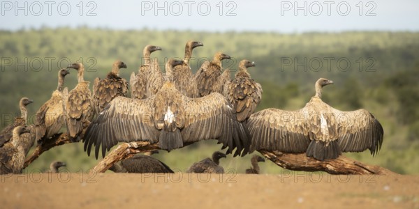 White-backed Vulture (Gyps africanus) group, South Africa