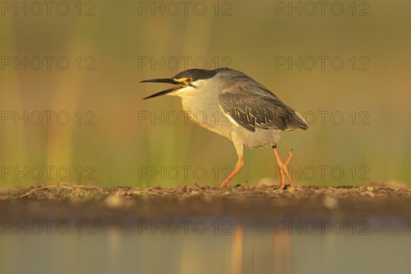 Striated Heron (Butorides striata) hunting, South Africa