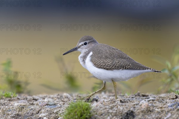 Common Sandpiper (Actitis hypoleucos), North Rhine-Westphalia, Germany
