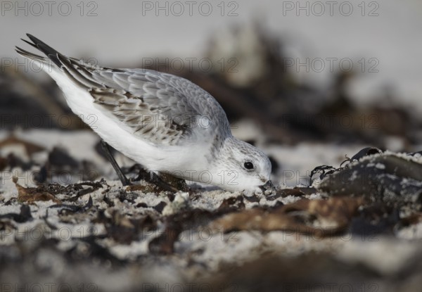 Sanderling (Calidris alba) foraging, Schleswig-Holstein, Germany