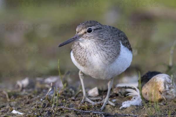 Common Sandpiper (Actitis hypoleucos), North Rhine-Westphalia, Germany