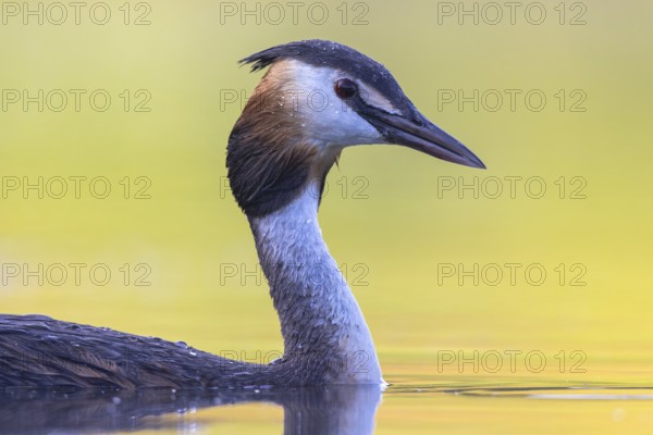 Great Crested Grebe (Podiceps cristatus), North Rhine-Westphalia, Germany
