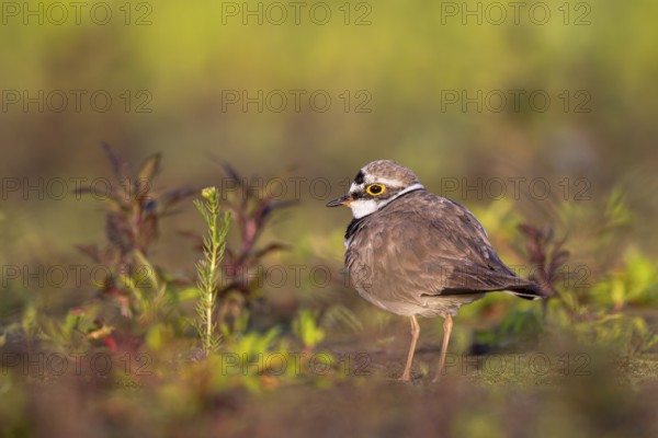 Little Ringed Plover (Charadrius dubius), North Rhine-Westphalia, Germany