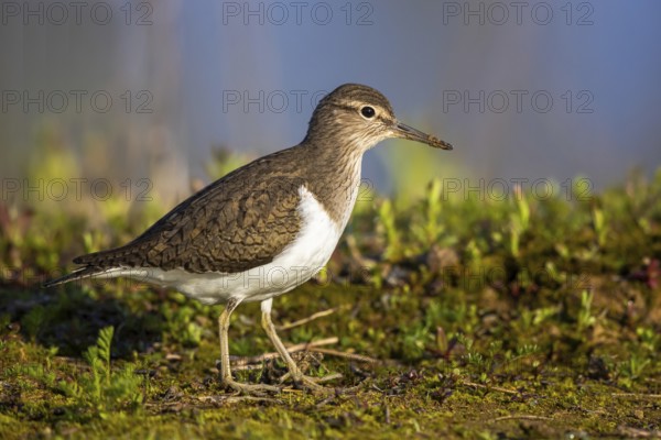 Common Sandpiper (Actitis hypoleucos), North Rhine-Westphalia, Germany