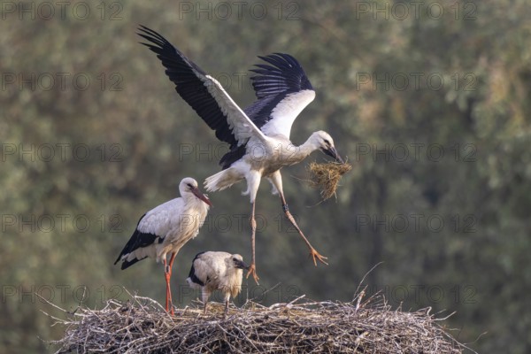 White Stork (Ciconia ciconia) adult with juveniles in nest, Netherlands