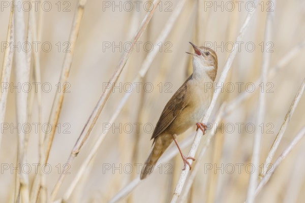 Rohrschwirl, Locustella luscinioides Savi's, warbler, Locustella luscinioides