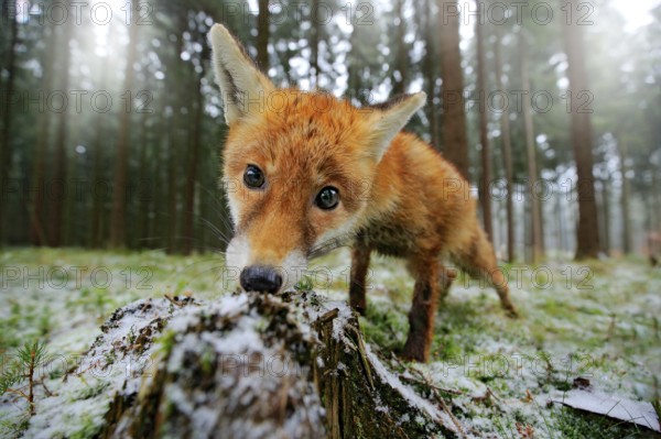 Red fox in the nature forest habitat wide angle lens picture. Animal with tree trunk with first snow. Vulpes vulpes, in green forest during winter