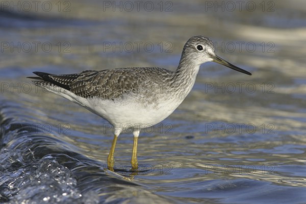 Greater Yellowlegs (Tringa melanoleuca), British Columbia, Canada