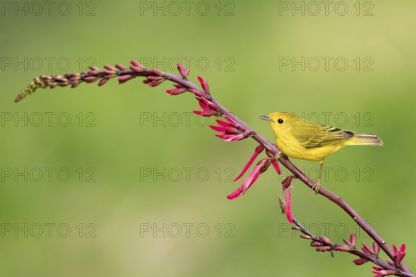 American Yellow Warbler (Setophaga aestiva) perched on a branch, Texas, USA