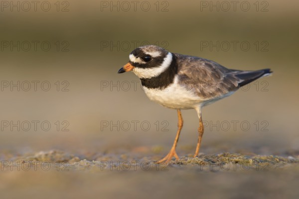 Common Ringed Plover (Charadrius hiaticula) foraging, Poland
