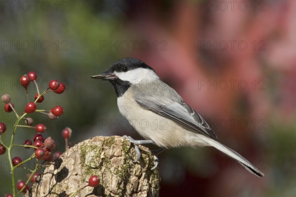 Carolina Chickadee Parus carolinensis Osage Hills State Park, Bartlesville, Oklahoma 1 December Adult Paridae