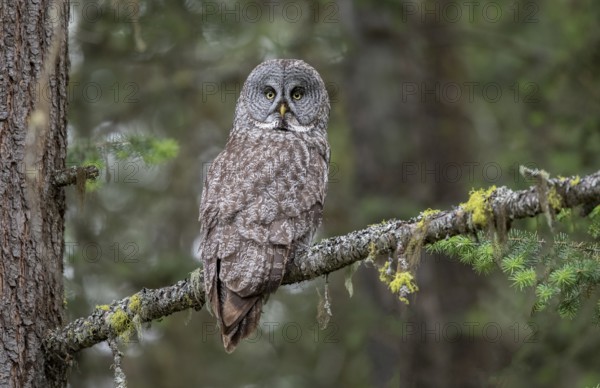 Great Grey Owl (Strix nebulosa) perched on a branch, British Columbia, Canada