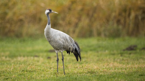 Common Crane (Grus grus), Mecklenburg-Western Pomerania, Germany