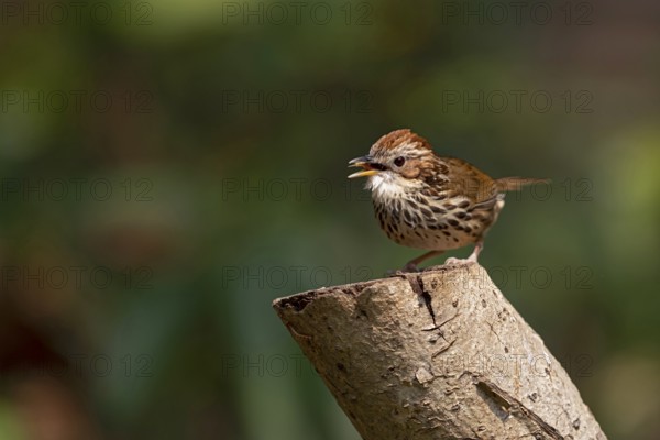 Puff-throated Babbler (Pellorneum ruficeps shanense), Yunnan, China