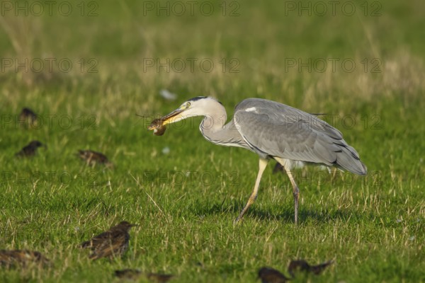 Grey Heron (Ardea cinerea) with mouse prey, North Rhine-Westphalia, Germany
