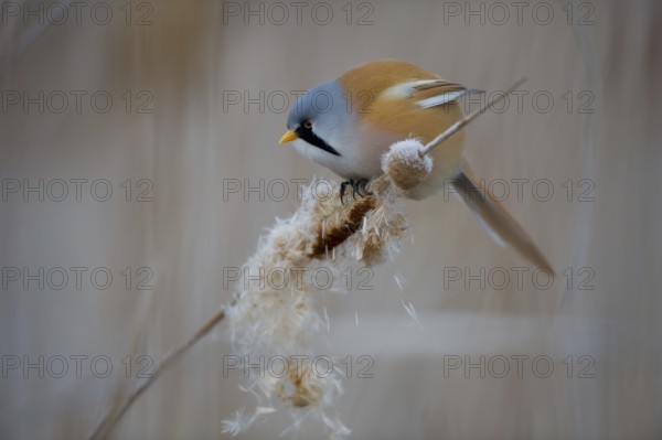 Bearded Reedling (Panurus biarmicus) male feeding on cattail seed, Thuringia, Germany