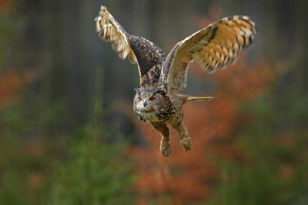 Flying Eurasian Eagle Owl, Bubo bubo, with open wings in forest habitat, orange autumn trees. Wildlife scene from nature forest, Sweden. Animal in fall wood