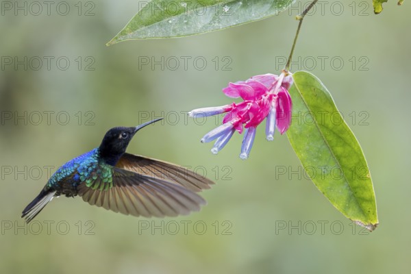Velvet-purple Coronet (Boissonneaua jardini) flying while feeding at a flower in Colombia, South America