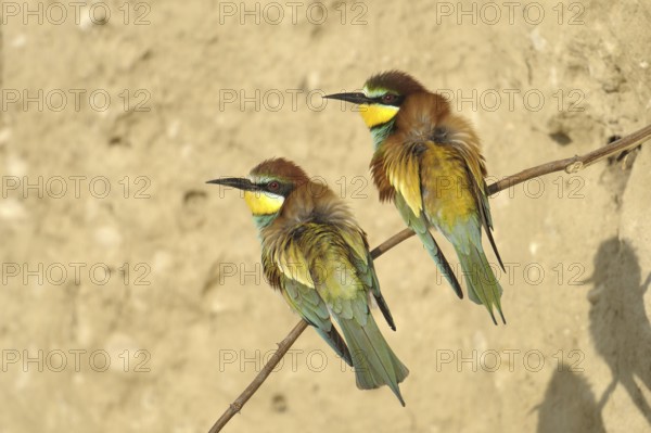 European Bee-eater (Merops apiaster), Austria