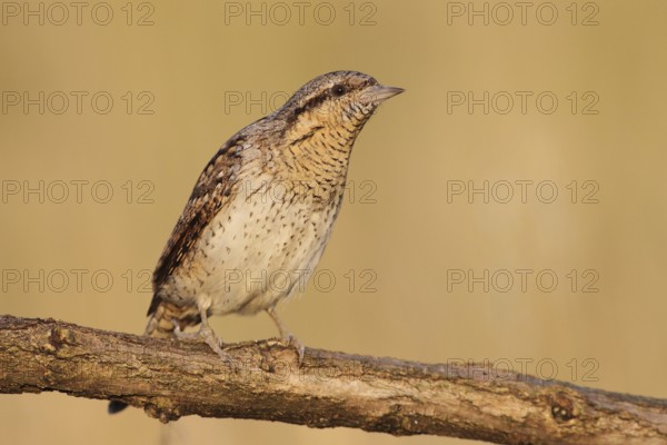 Eurasian Wryneck (Jynx torquilla), Baden-Wuerttemberg, Germany