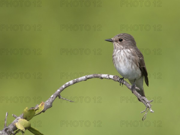 Spotted Flycatcher (Muscicapa striata), South Africa