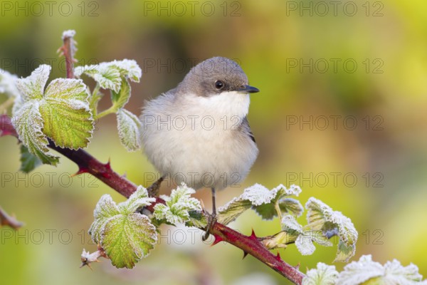 Lesser Whitethroat (Sylvia curruca), Baden-Wuerttemberg, Germany