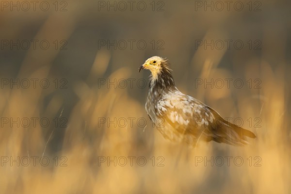 Egyptian Vulture (Neophron percnopterus), Castile-La Mancha, Spain