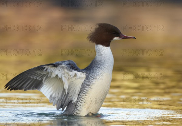 Common Merganser (Mergus merganser) female, Mecklenburg-Western Pomerania, Germany