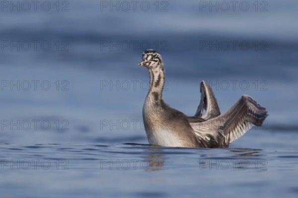 Great Crested Grebe (Podiceps cristatus) juvenile, Zurich, Switzerland
