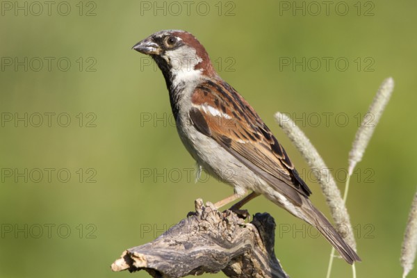 House Sparrow (Passer domesticus) male, St. Gallen, Switzerland
