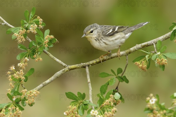 Blackpoll Warbler (Setophaga striata) female, Texas, USA