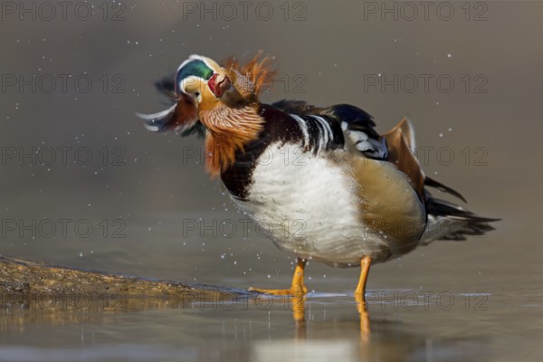Mandarin Duck (Aix galericulata) male, Baden-Wuerttemberg, Germany
