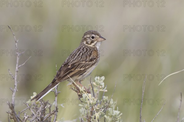 Vesper Sparrow (Pooecetes gramineus), Montana, USA