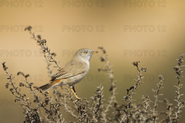 Asian Desert Warbler (Sylvia nana), Oman