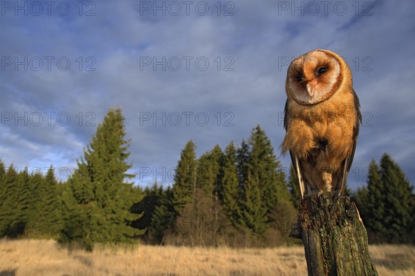 Barn owl sitting on the tree stump in forest at the evening - photo with wide lens including habitad