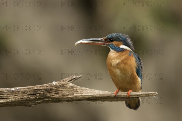 Ijsvogel vrouw met vangst voor jongen, Kingfisher with catch for juvenile