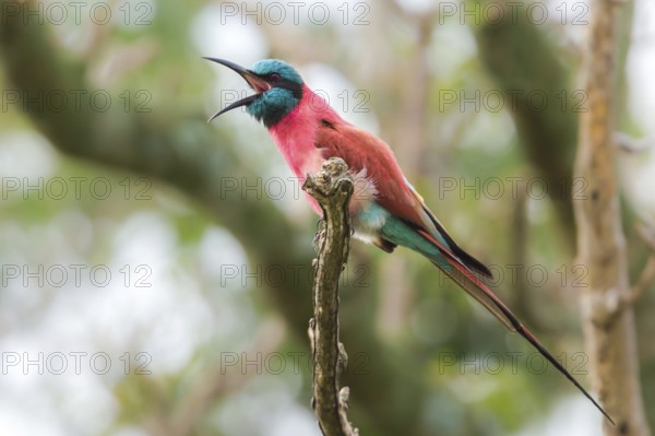 Northern Carmine Bee-eater (Merops nubicus) perched on a branch, Murchinson Falls National Park, Uganda
